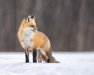 red fox