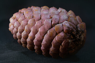 back of a brown pine cone