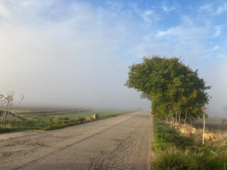 Fototapeta na wymiar Road in rural landscape with plowed fields with mist and blue sky with clouds and trees blasted by traffic