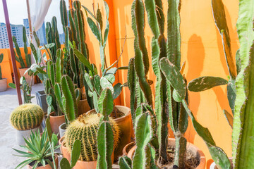 Collection of potted cactus plants for decoration: Prickly pear, Golden barrel cactus, Cereus jamacaru, Stenocereus..,