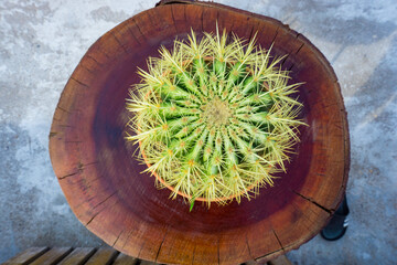 Close up spherical cactus with many sharp spikes, top view. Ball cactus - succulent plants used in home decoration