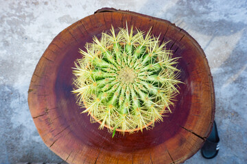 Close up spherical cactus with many sharp spikes, top view. Ball cactus - succulent plants used in home decoration