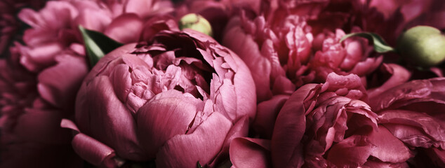 Banner with Beautiful purple peonies, soft focus. Dark Spring or summer floral background. Festive flowers concept