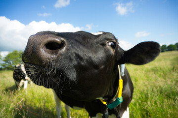Funny portrait of a curious black milk cow on its field looking at you