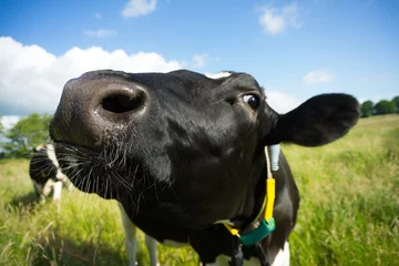 Fototapeten Wide portrait of a curious black milk cow on its field © David Daniel