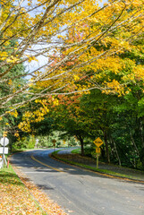 Obraz premium Seahurst Park Fall Road