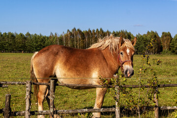 Jesień na Podlasiu, Polska © podlaski49