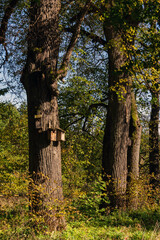 Jesień w Puszczy Knyszyńskiej, Podlasie, Polska