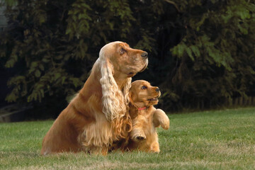 Small and cute red Cocker Spaniel puppy sitting with its mother in the green grass, morning sun.