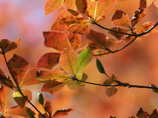 日光男体山の紅葉