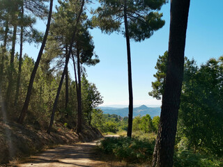Caminho de terra batida entre árvores e montes com o monte de Senhora da Cunha ao fundo