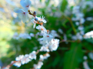 colorful nature for colorful life