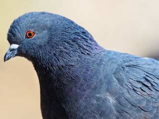 カワラバトのポートレートRock pigeon portrait