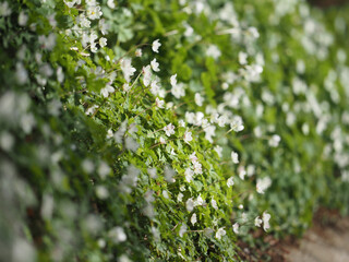 日光男体山の小さな花Small flower at Mt. Nantai Nikko, Japan