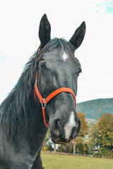 A beautiful horse grazes on the field. Horses on a farm in Austria.