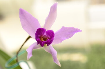 Orquídea exótica fucsia