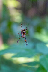 The spider sits inside a web that he himself weaved in the forest.