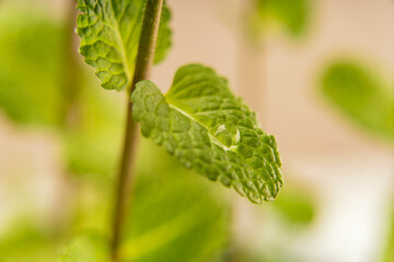 Peppermint leaf with morning dew. Drop on foliage close-up shot.