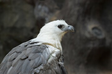 Beautiful eagle is resting in blurred stone background 