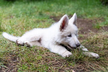 White Swiss Shepherd