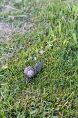 Snail