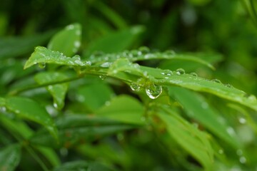 梅雨の風景と雨上がりの水滴