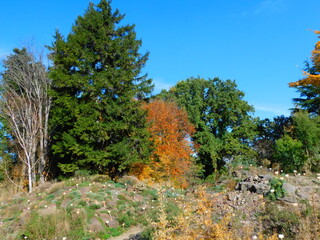 nature is a free mind cleaner