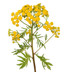 Tansy (Tanacetum Vulgare) flower