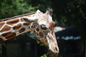 Closeup face view of a beautiful giraffe 