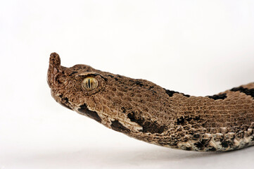 Transcaucasian sand viper, Armenian sand viper // Transkaukasische Hornotter (Vipera transcaucasiana)