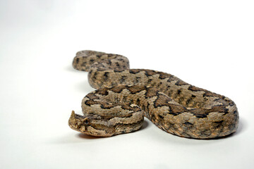 Europäische Hornotter // Nose-horned viper (Vipera ammodytes meridionalis) from Tinos, Greece
