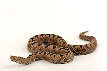 Transkaukasische Hornotter // Transcaucasian sand viper, Armenian sand viper (Vipera transcaucasiana)