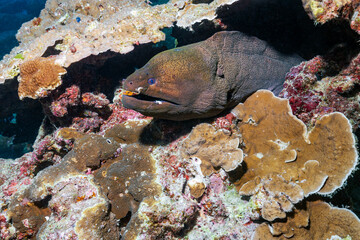The giant moray is a species of moray eel and a species of marine fish in the family Muraenidae. Scuba diving the coral reef of the similan islands in Thailand