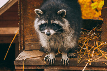 Cute raccoon close up portrait.