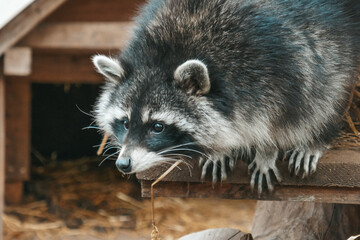 Cute raccoon close up portrait.
