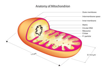 Biological illustration of 3D mitochondria - obrazy, fototapety, plakaty