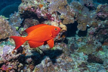 Heteropriacanthus, the glasseyes or glass bigeyes, are a genus of the bigeye family found in all tropical seas around the world