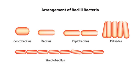 Biological arrangement of bacilli bacteria (bacilli bacteria classification) - obrazy, fototapety, plakaty