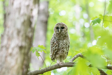 Baby barred owl standing on a branch with a green background