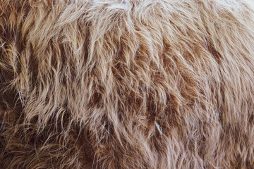 Background from wool of a cow, wool close-up.