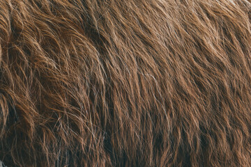 Background from wool of a cow, wool close-up.