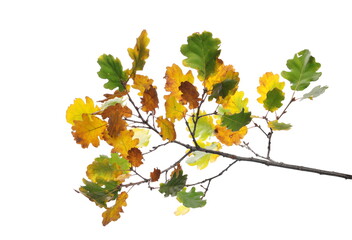 Oak leaves on branch, colorful foliage in autumn isolated on white background