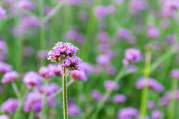 Verbena flowers blossom in the field on blurred background.