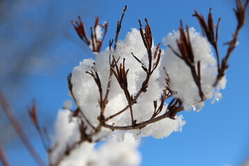 branche sous la neige et la glace au soleil