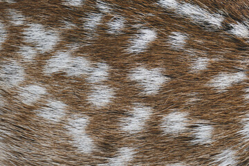 Background from wool of a cow, wool close-up.