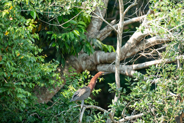 The rufescent tiger heron (Tigrisoma lineatum)