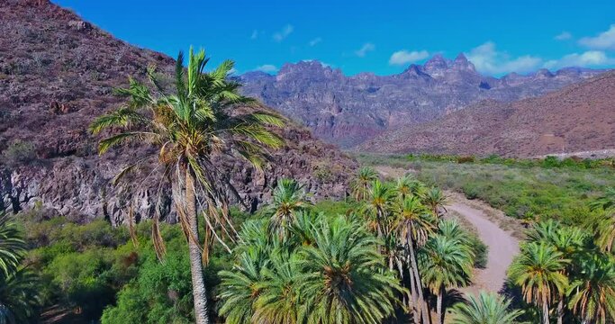 Hover Aerial View of Palm Trees with High Desert Mountain Landscape Background