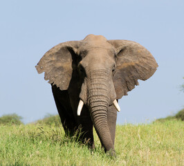 Obraz na płótnie Canvas Close-up Of Elephant On Land Against Sky