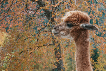 Beautiful trimmed alpacas. Llamas on a farm in Austria.