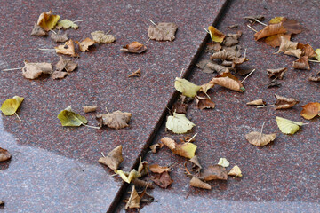 friedhof, laub auf grabplatte